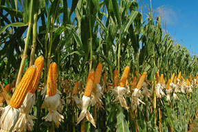 Corn on stalks in a field and shown in a photographic angle view.